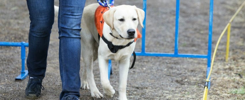 guide dogs