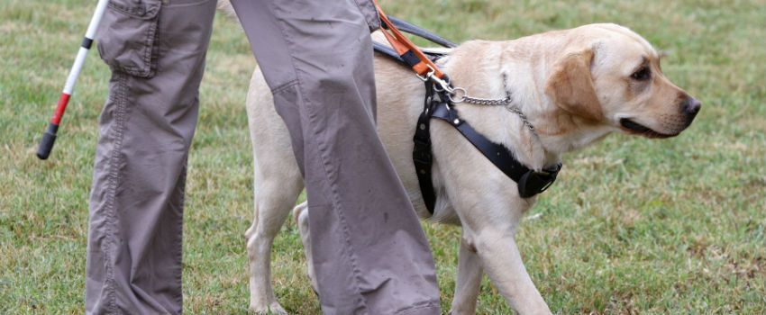 Guide Dogs Prepares For A Future World That Includes Drone Deliveries