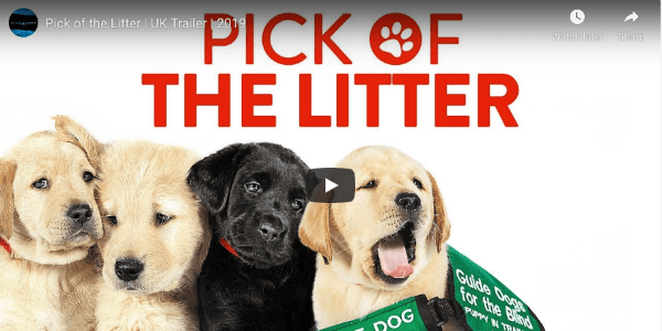 Guide Dogs Documentary Long On Cuteness 