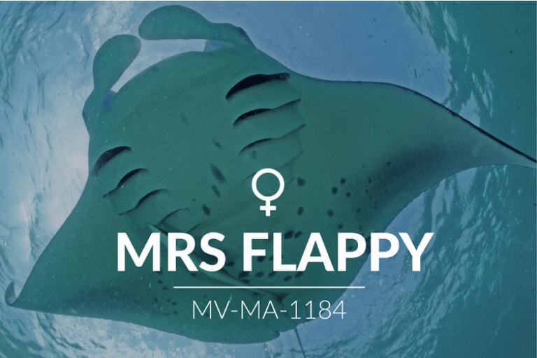 Adopt a Manta – Mrs Flappy