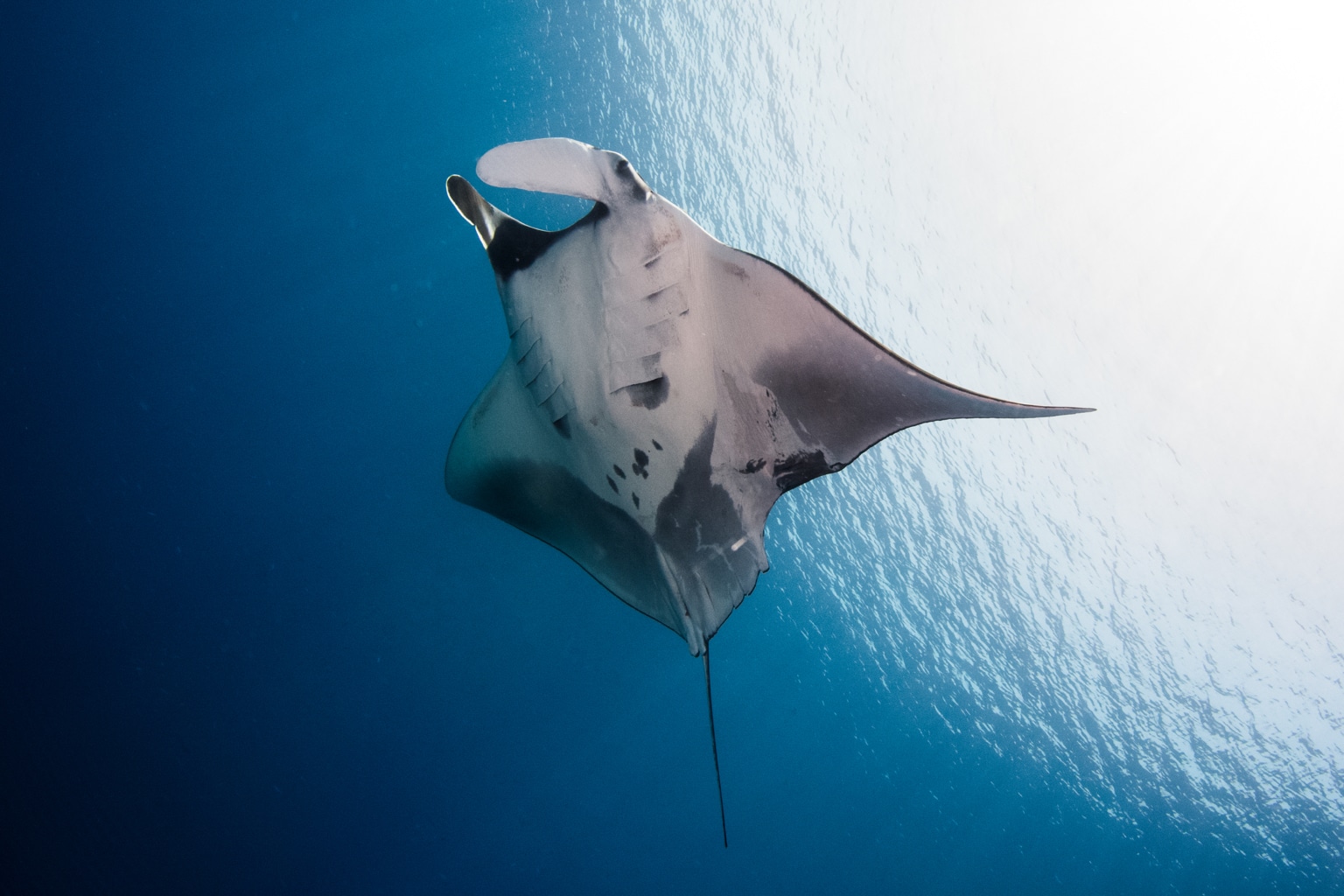 Help Manta Trust with a charity gift